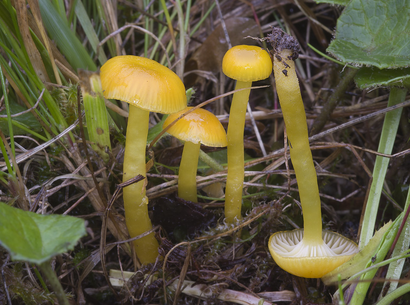 Hygrocybe ceracea